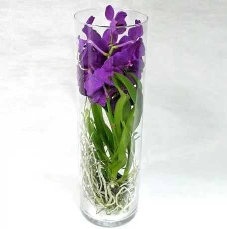 vanda.webp