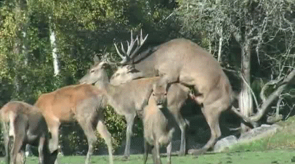 vdulolenivmirezhivotnyh345720.gif