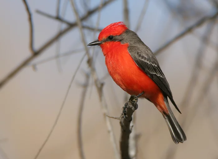 VermilionFlycatcher5LR.webp
