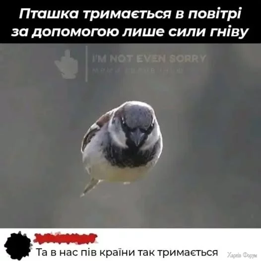 viGoqI97y8xMw1BiQ&_nc_zt=23&_nc_ht=scontent-iev1-1.webp