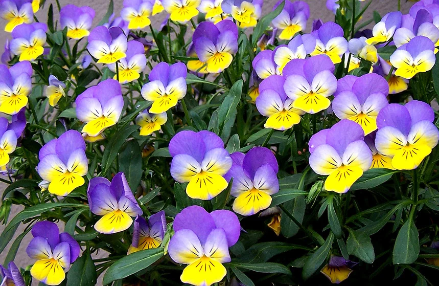 Viola%20tricolor_4.webp