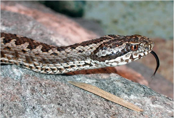 vipera_renardi_head_naturalist_if_ua.webp