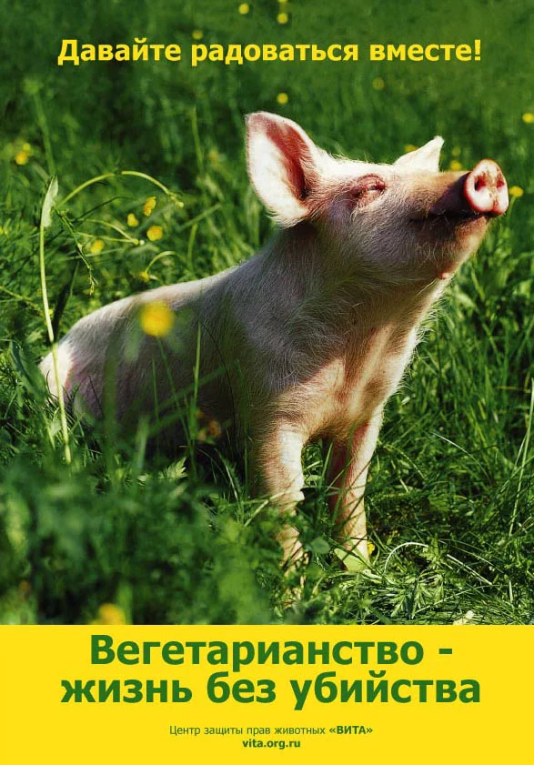 vita-poster-pig.webp