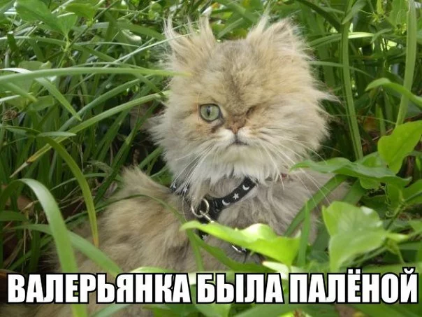 VmlS5uThRMo.webp