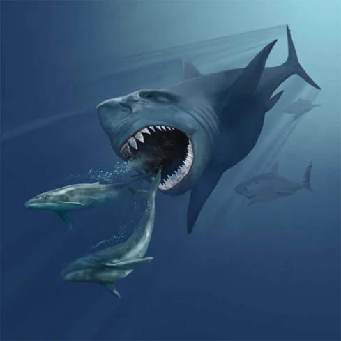 VMNH_megalodon.webp