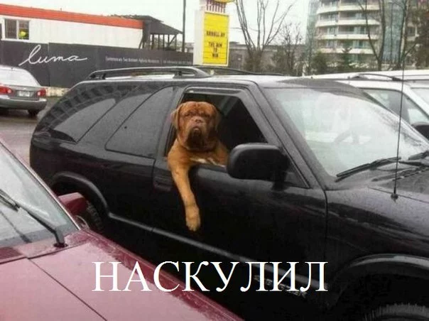 vnMDiSHGzYs.webp