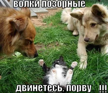 volki-pozornyye_1280773512.webp