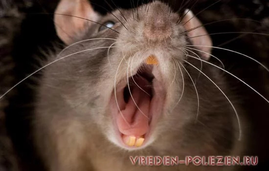 vred-ot-kryis-3.webp