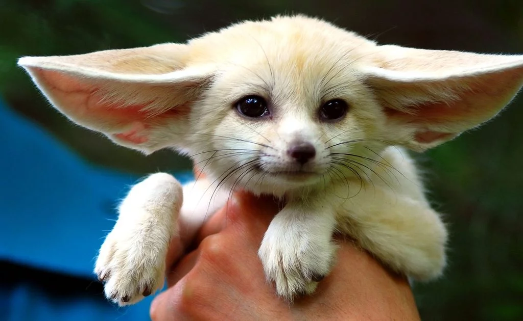 Vulpes_zerda_1.webp