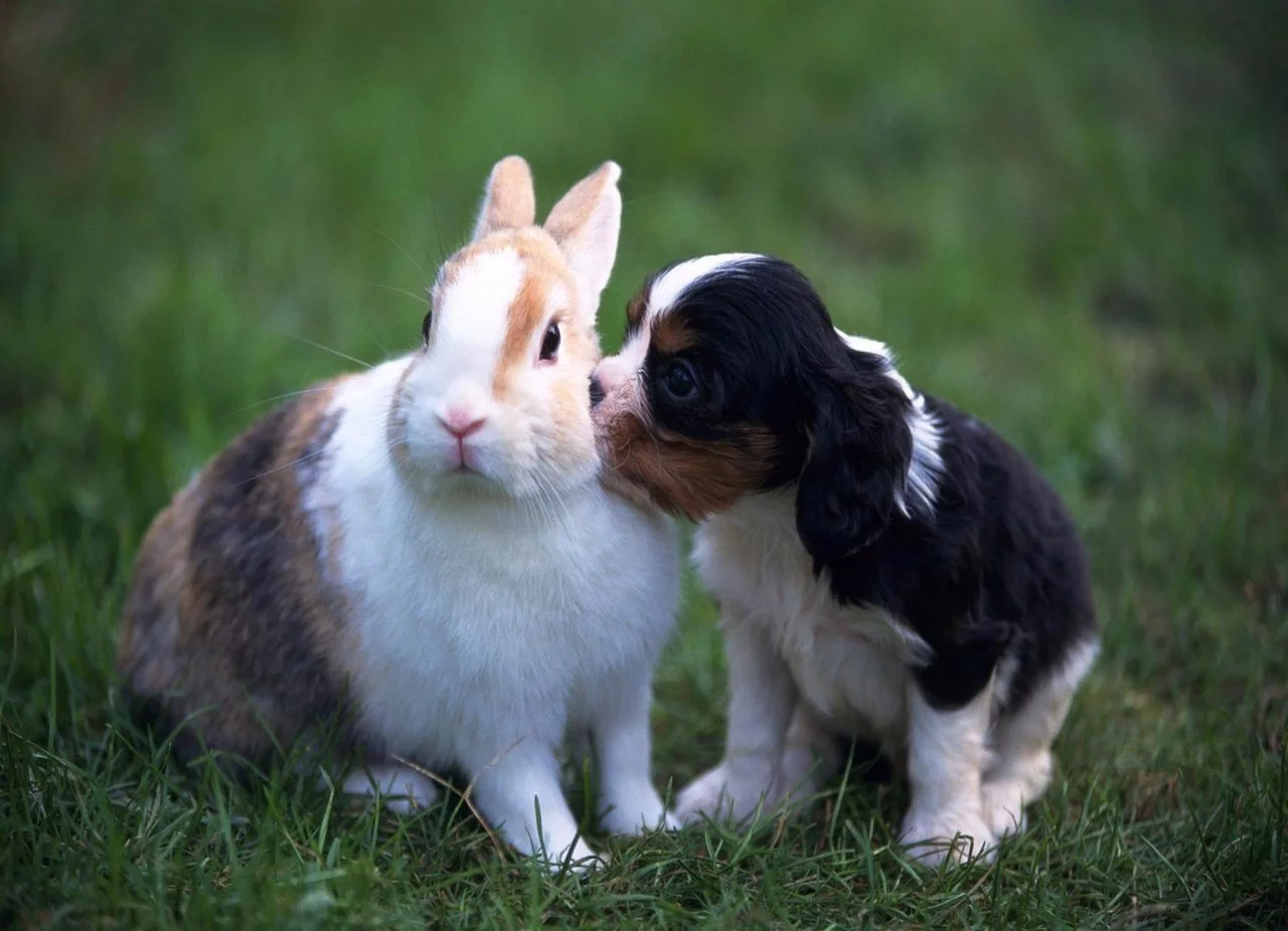 Vv7BbcBHeic.webp