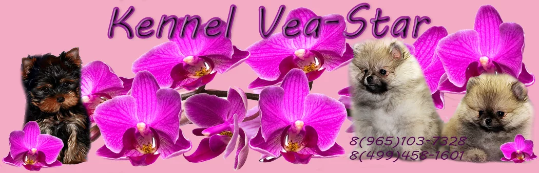 vvv1.webp
