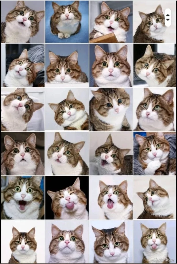 Коти вирази обличч.jpg