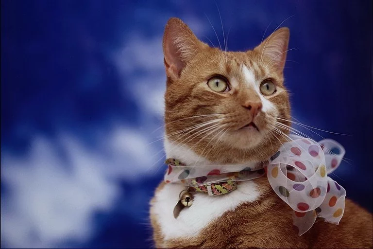 wallpapers_cats_16.webp