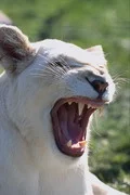 wallpapers_cats_59-1.webp