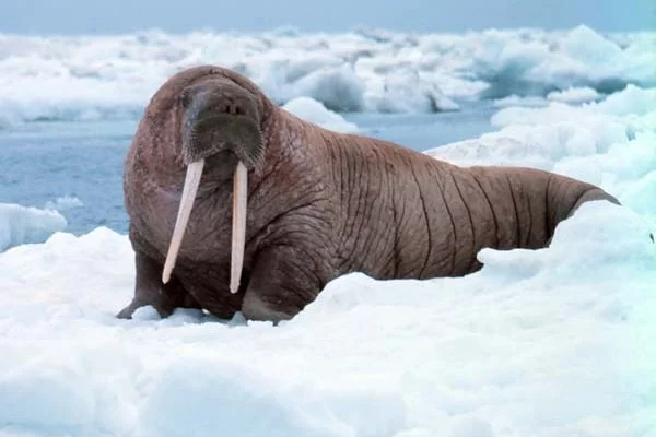 walrus.webp