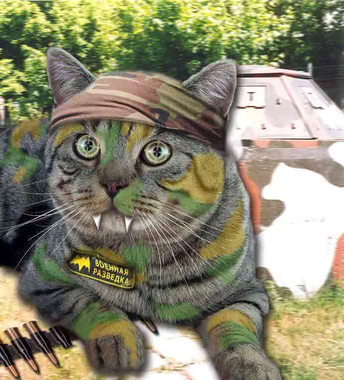 warcat.webp