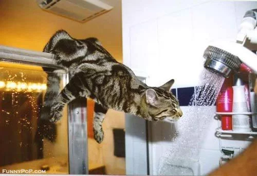watercat.webp