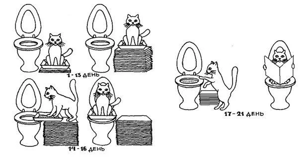wc-kat.webp