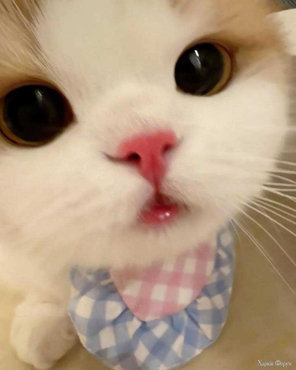 .webp