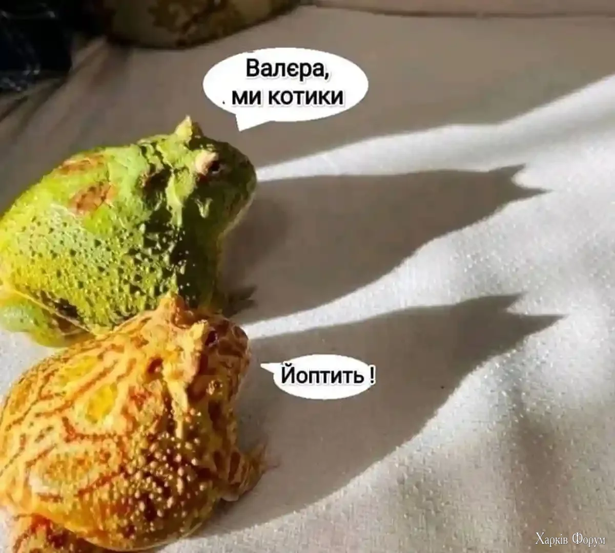 котики.png