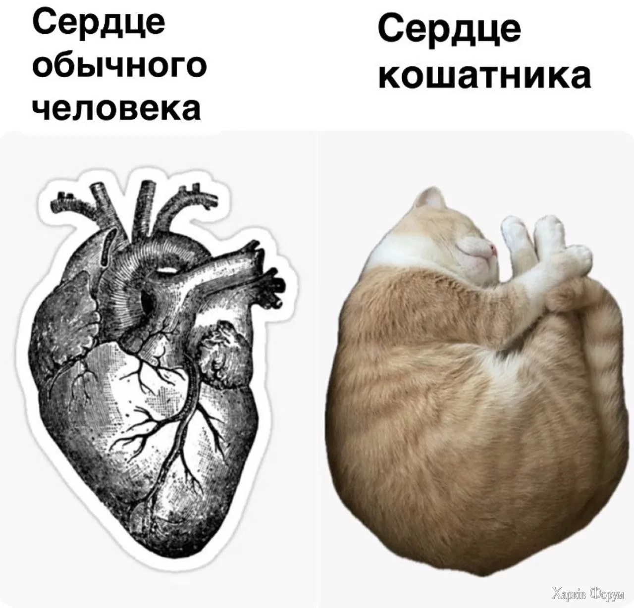 .webp