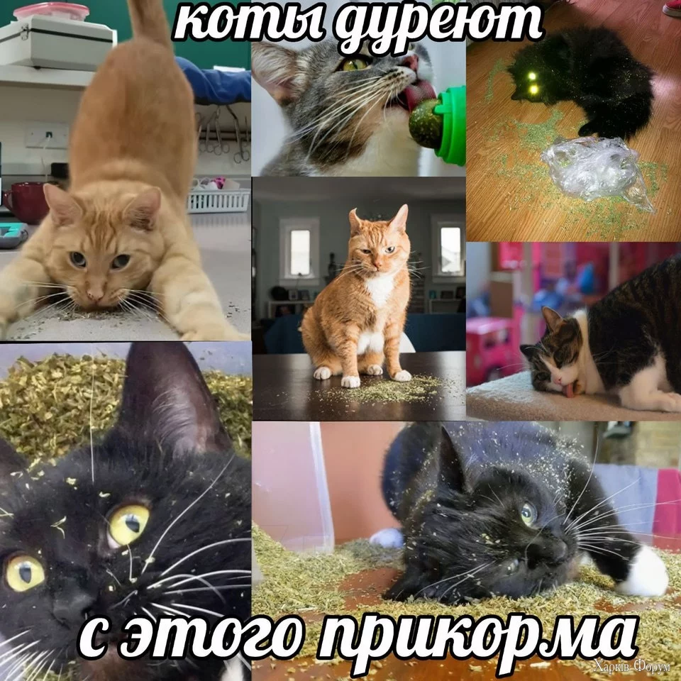 .webp