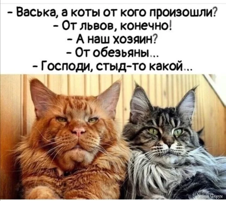 .webp