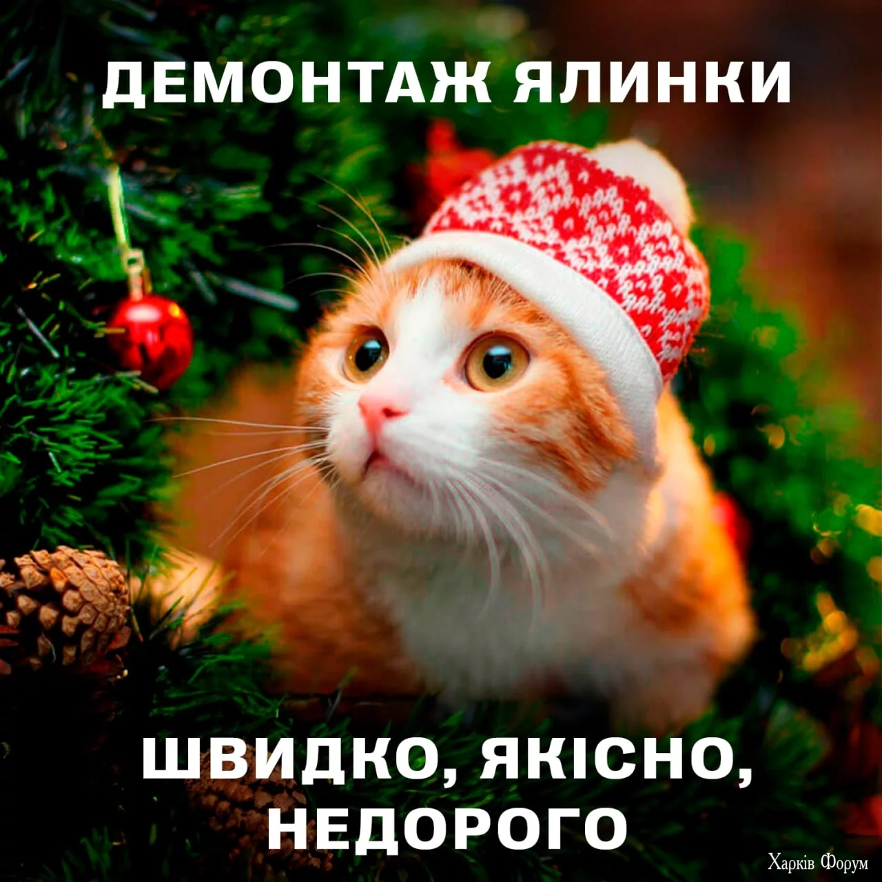 .webp