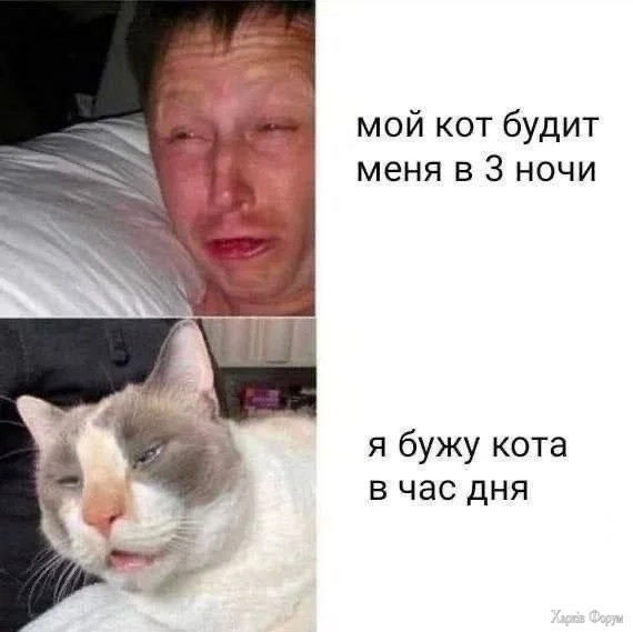 .webp