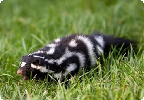 western-spotted-skunk_00011.webp