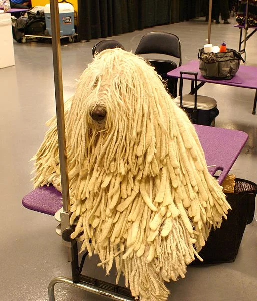 Westminster_Kennel_Club_Dog_Show_%2812487315865%29.webp