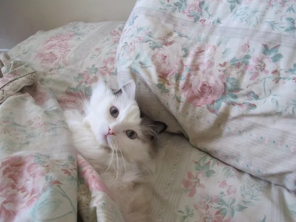 WgGdFrz70T0.webp