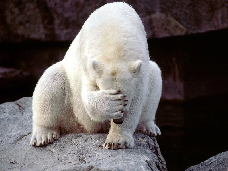 white-bear-shameful.webp