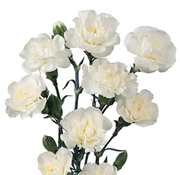 White-Mini-carnations.webp