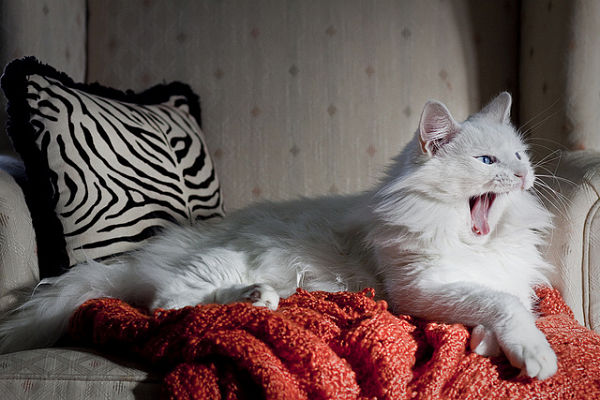 White-Norwegian-Forest-Cat.jpg