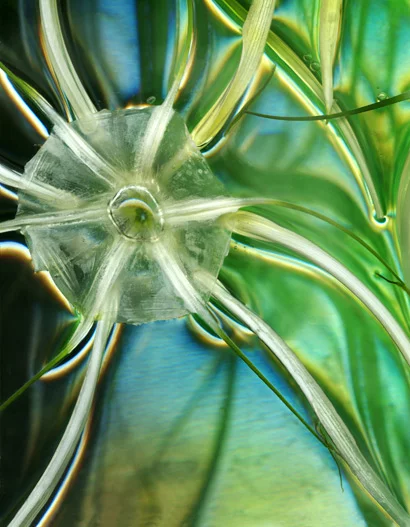 White-Spider-Flower5-7.webp
