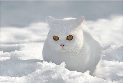 white_brit_cats_photo_9.webp
