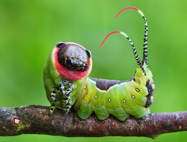 whole-dude-whole-colors-puss-moth.jpg