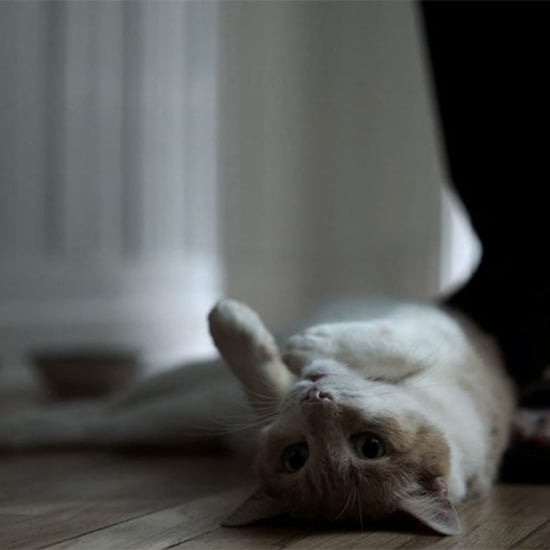 Why-Cat-Best-Part-Night.jpg