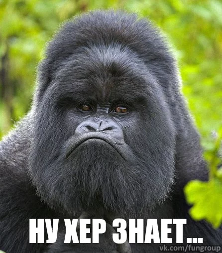 WIC0qoNRpDs.webp