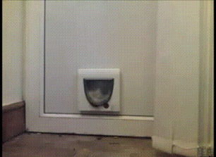 wide-cat.gif