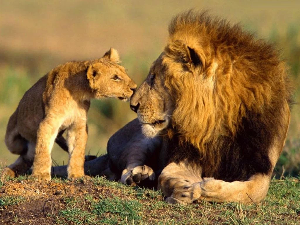 wild-lions.webp