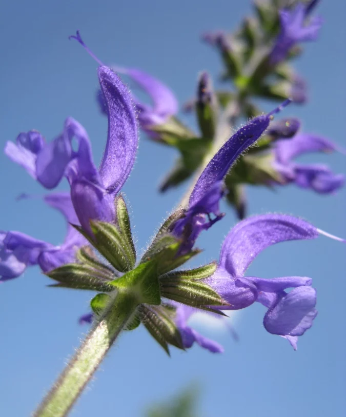 wild_flower_by_a_sha_f-d563j9d.webp