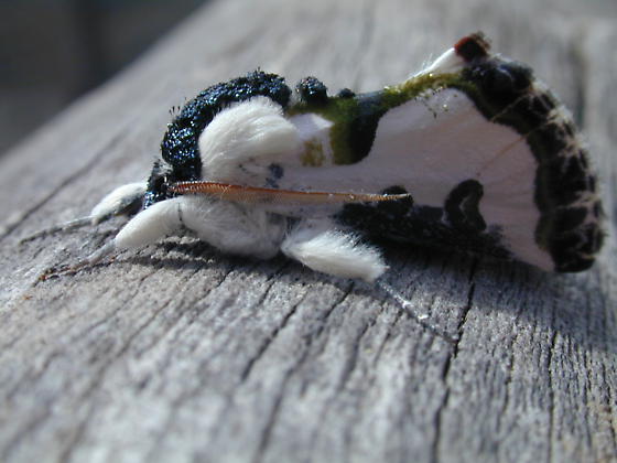 Wilsons-wood-nymph.jpg