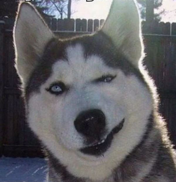 winking-husky.webp