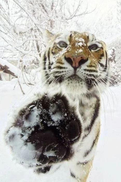 winter_is_coming_17.webp
