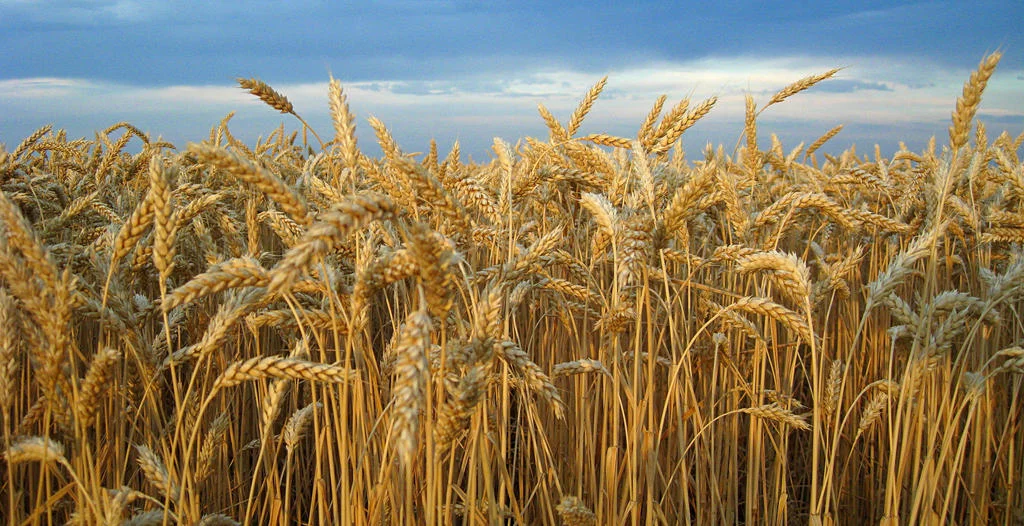 winter_wheat_is_ripe_by_a_sha_f-d6axx8g.webp