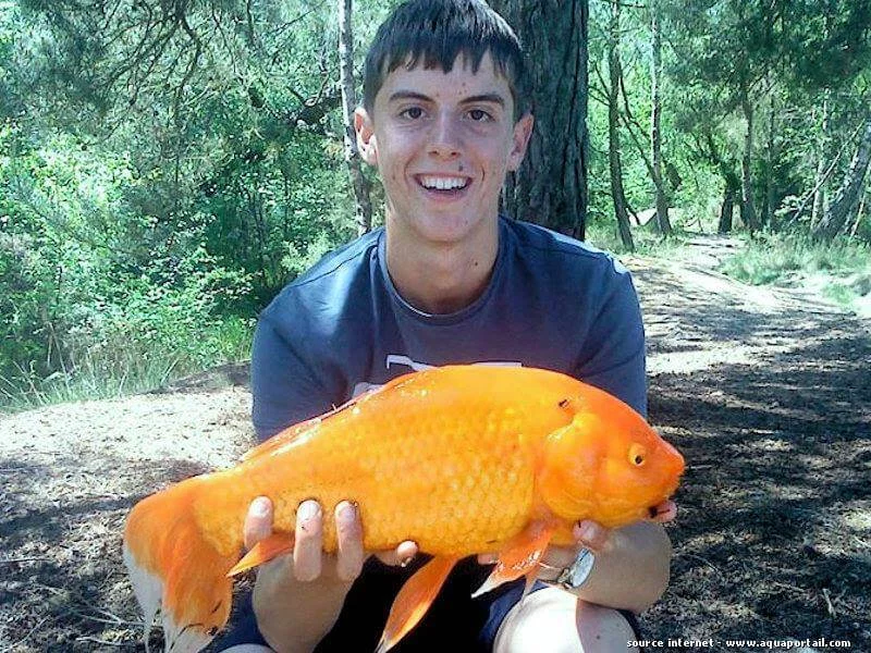 wistiti57_1279435965-poisson-rouge-geant.webp