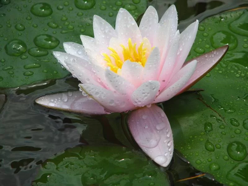 wodjanaja_lilija.webp