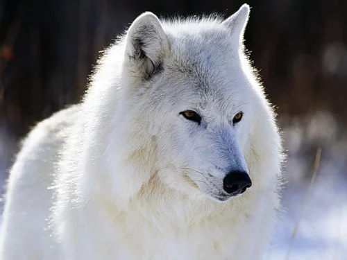 Wolfs-003-DogHusky.ru_.webp